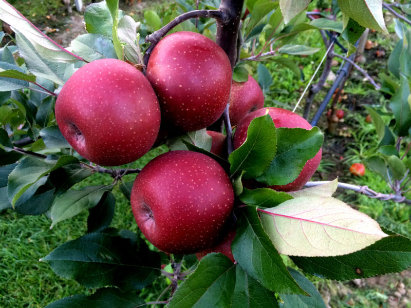 ernte02